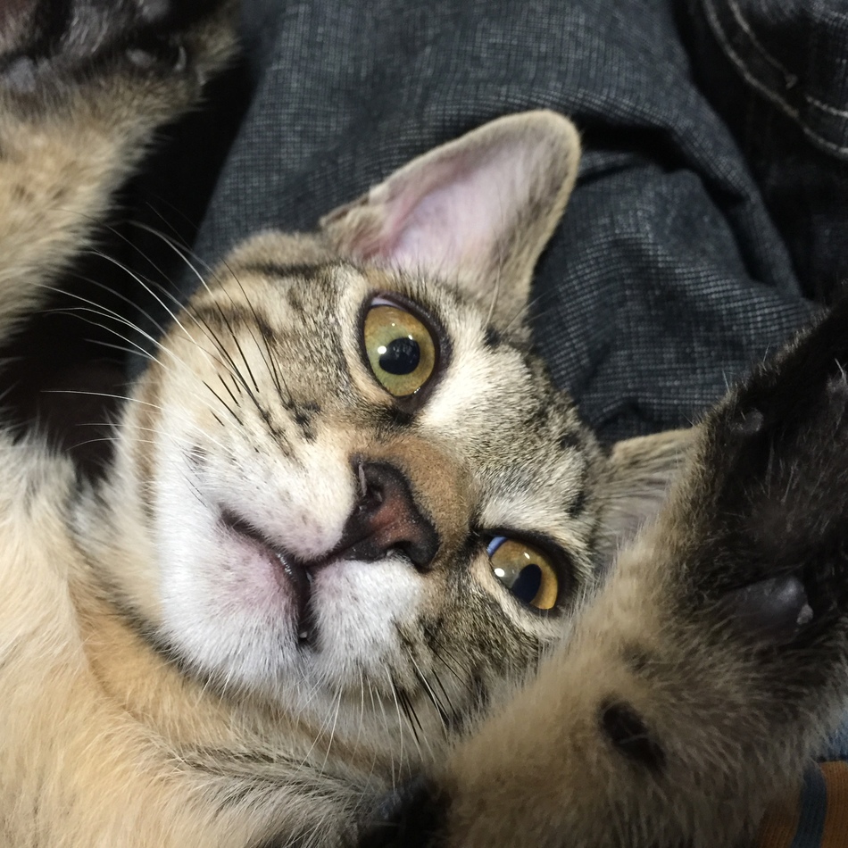 ふぃーのカバー写真