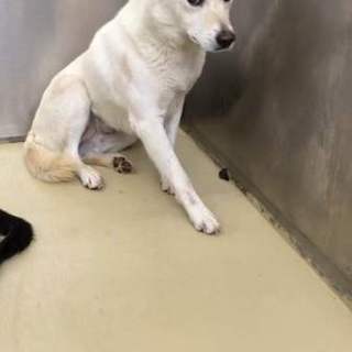 ネイティブ犬の女の子です。