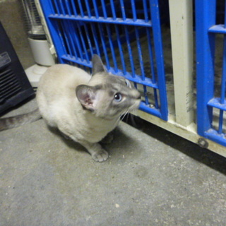 なつっこい瞳ブルーくん(^_^)