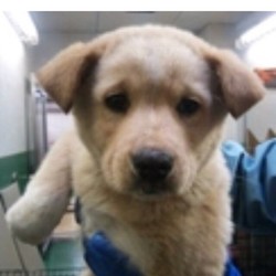 「マディの耳の成長記録」サムネイル1