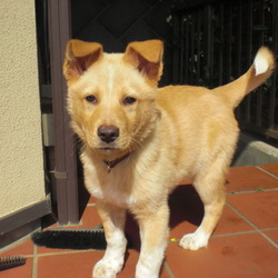 「マディの耳の成長記録」サムネイル2