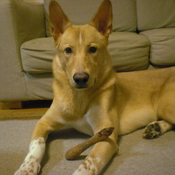 「マディの耳の成長記録」サムネイル3