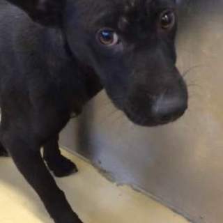 ネイティブ犬の男の子です。