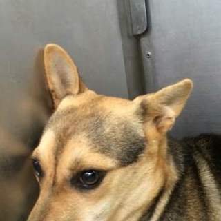 ネイティブ犬の女の子です。