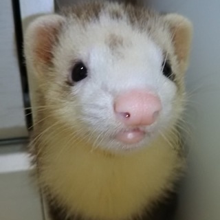 ピーターソンフェレット♂3ヶ月