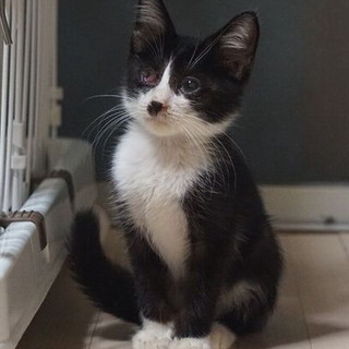 白黒　タキシードキャット