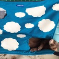 フェレット