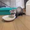 フェレット サムネイル2