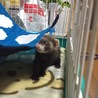 フェレット サムネイル4