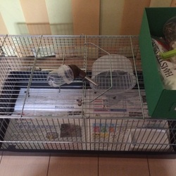 「ゴルハムちゃん」サムネイル1