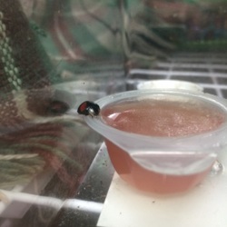 「ゴルハムちゃん」サムネイル3