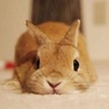 しほ23