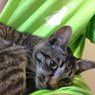 [捨て猫保護してます。]人懐っこいキジトラ猫です。