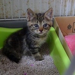 小っちゃいけど元気いっぱい　すずちゃん2ヶ月