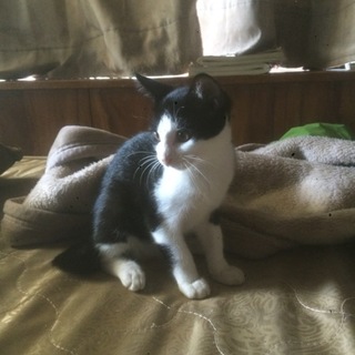 子猫里親募集 かわいい子猫です