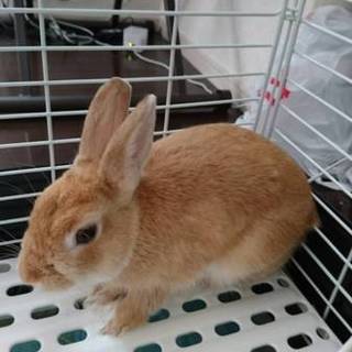 ネザーランドドワーフ（5か月）のはるちゃんです。