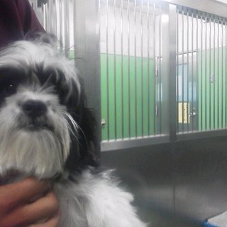 里親決定★満室綱渡り！2匹遺棄！親子？子の僕