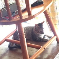 ちゃちゃ