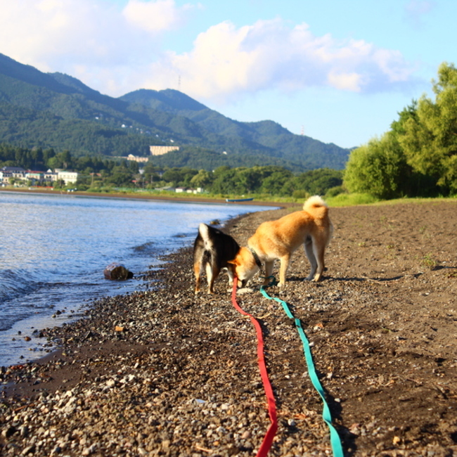 kanariのカバー写真