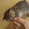 生後１か月　人懐っこいキジトラです サムネイル2