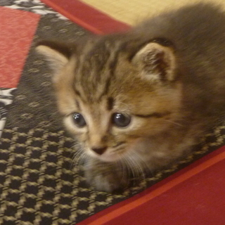 生後１か月　人懐っこいキジトラです