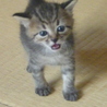 生後１か月　人懐っこいキジトラです サムネイル3