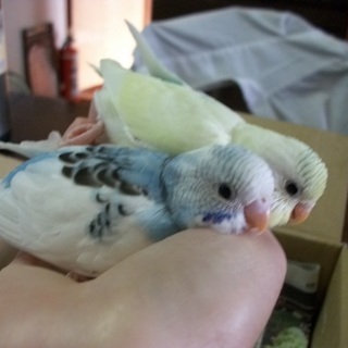 里親さん決まりそうです。ありがとうございました。