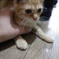 子猫の里親募集