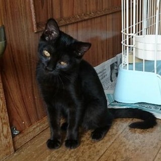黒猫 つくしちゃんの里親さん募集