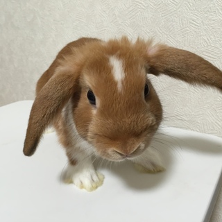 ＜交渉中の為、一旦募集停止します＞