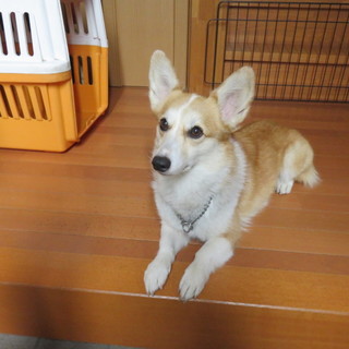 コーギー女の子4歳