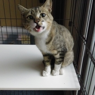 とても人懐こい猫です