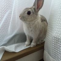とんすけ