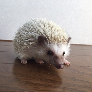 ハリネズミ(メス4ヶ月)」東京都 - 小動物の里親募集(125404