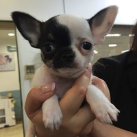 Frankie