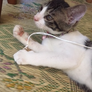 やんちゃですが、甘えん坊の僕。