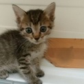 ありがとうございます。キジ猫なしちゃん1ヶ月