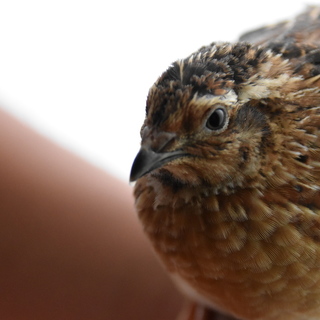 並うずら里親募集(残り３羽)