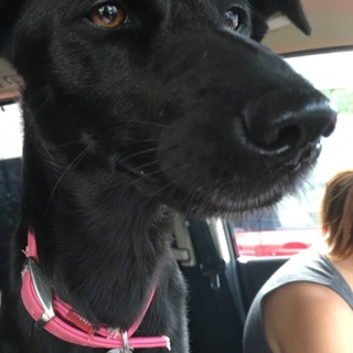 ラブラドール&甲斐犬