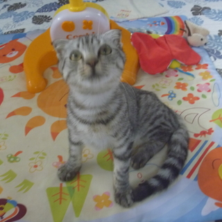 たれ耳アメショウ柄のけなげな子猫です！