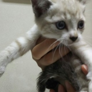 甘えんぼの遊び好き生後1.5か月位可愛い女の子