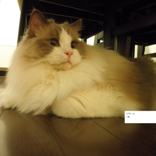 【里親さん候補決まりました】ラグドール