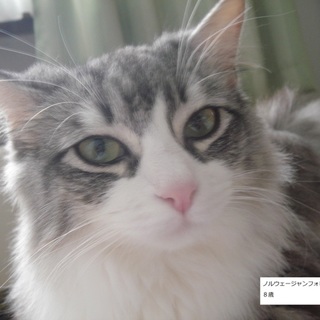 【終了】ノルウェージャン♀８歳