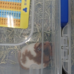 ビビリとマイペース