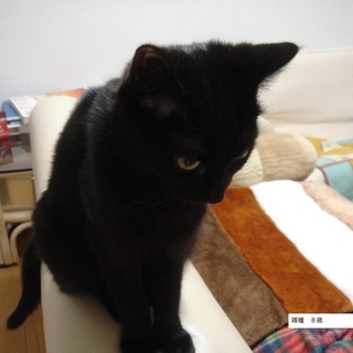 【里親さま決まりました】雑種８歳メス