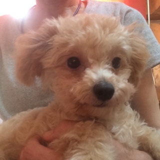 足の不自由なチワプー6ヶ月のすずちゃん