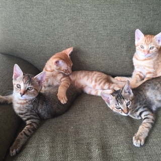 子猫の里親を募集いたします！