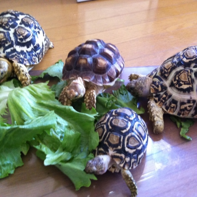 takaiwa のカバー写真