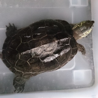 クサガメ（推定23才～24才）の里親を募集します。