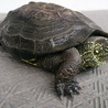 クサガメ（推定23才～24才）の里親を募集します。 サムネイル3